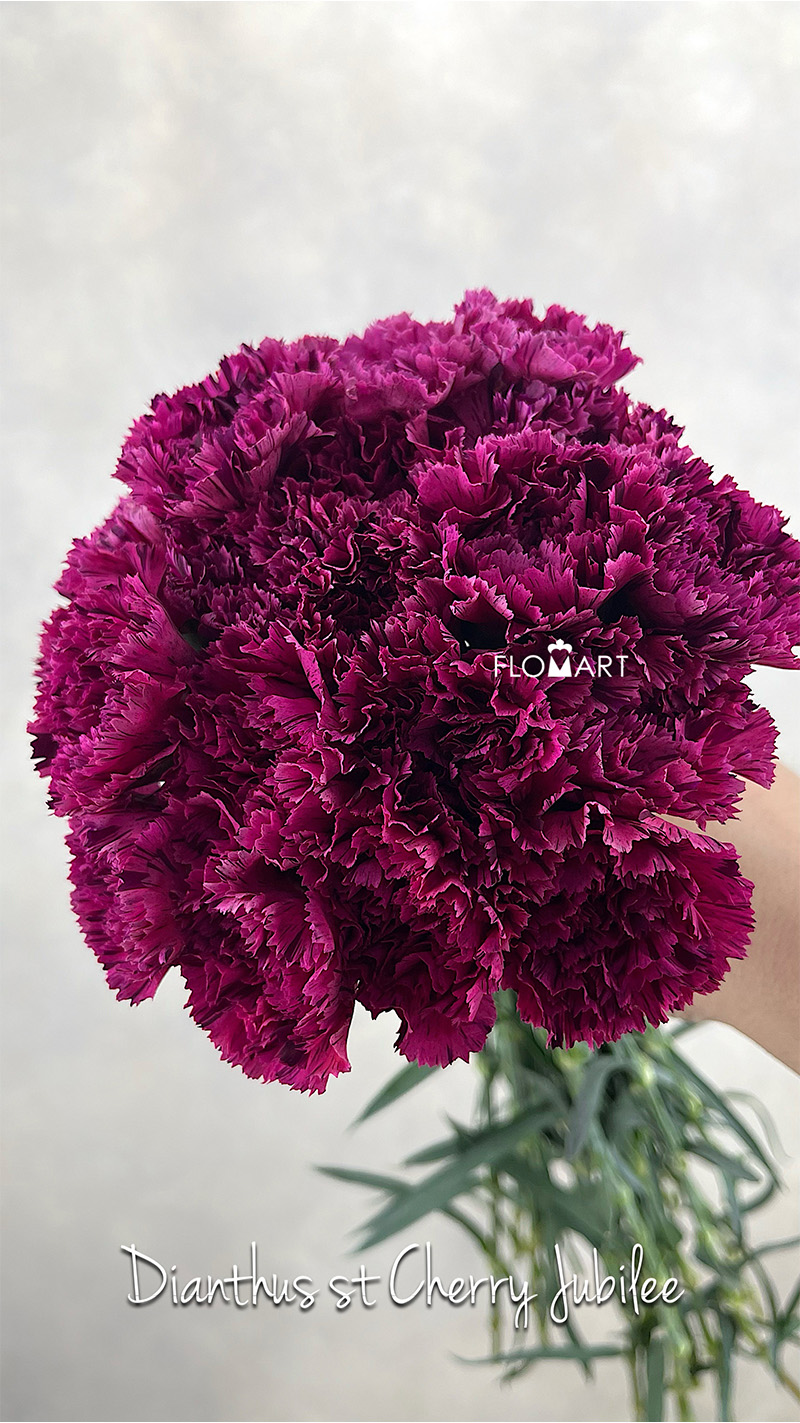 Dianthus Cherry Jubilee