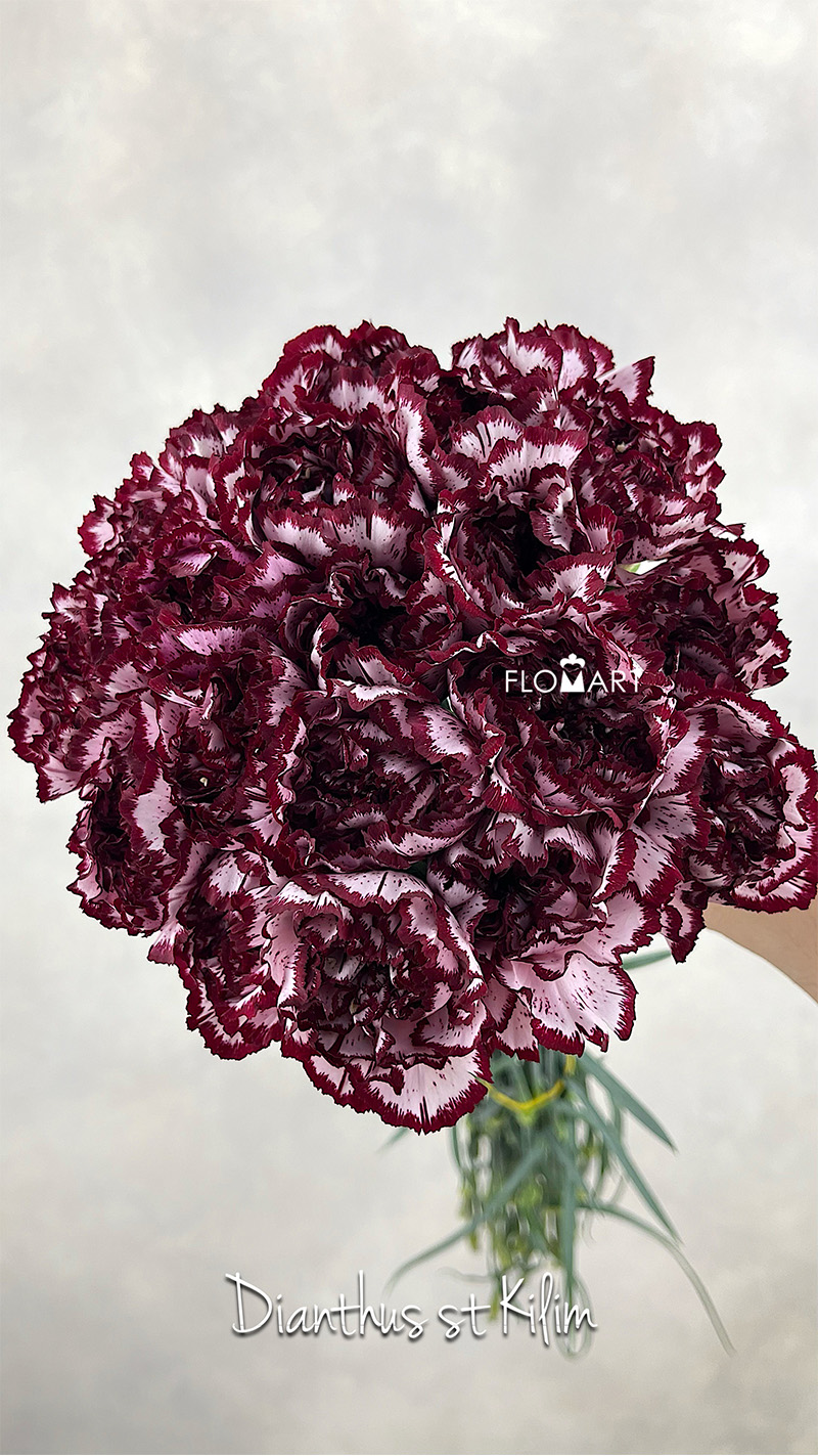 Dianthus st Kilim