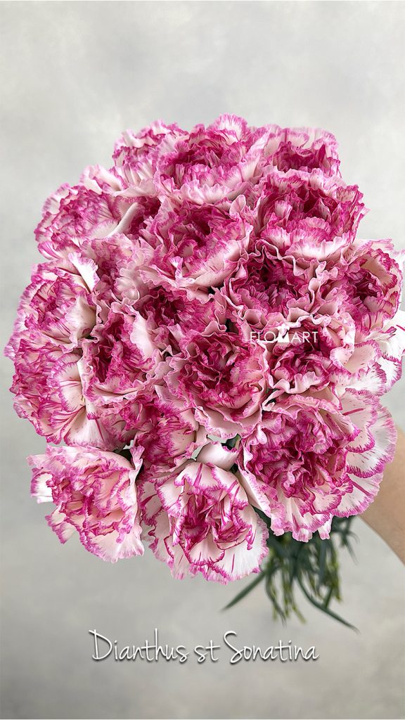 Dianthus st Sonatina