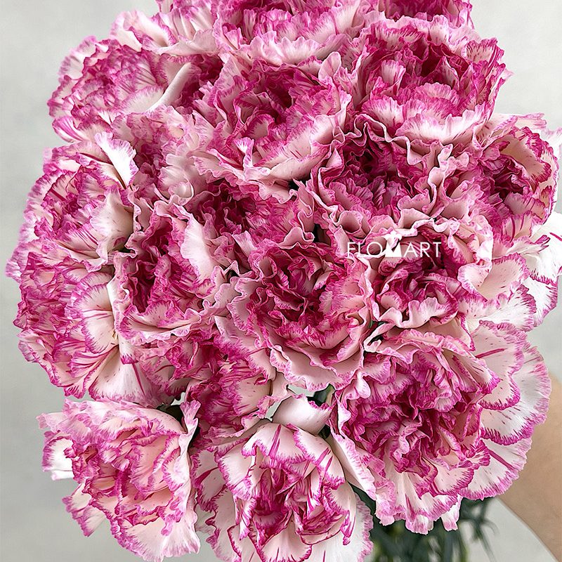 Dianthus st Sonatina