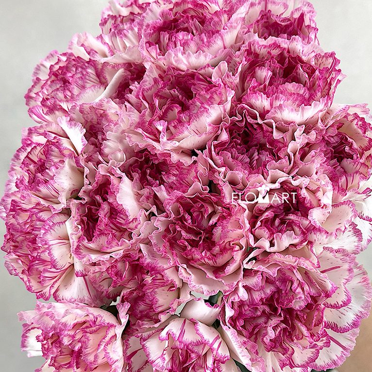 Dianthus st Sonatina
