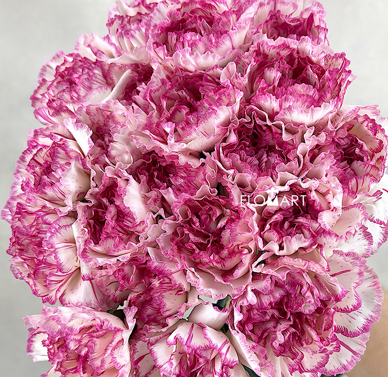 Dianthus st Sonatina