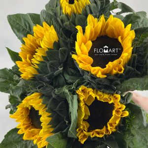 Helianthus Annus Yellow