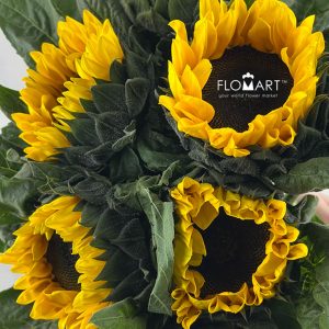 Helianthus Annus Yellow