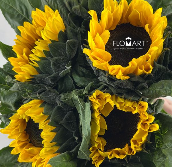 Helianthus Annus Yellow