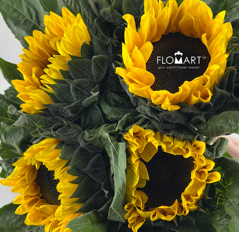 Helianthus Annus Yellow