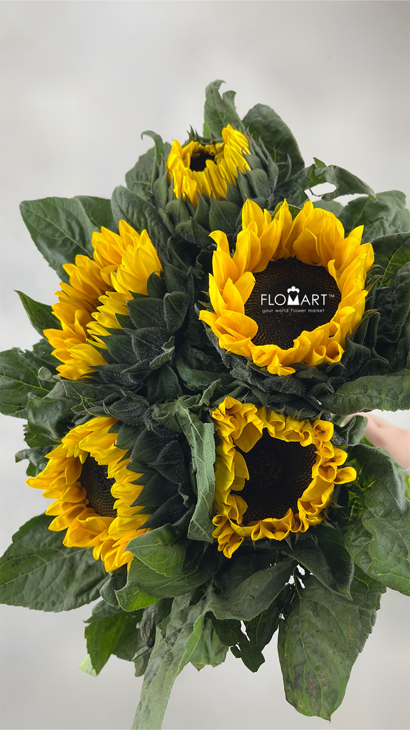 Helianthus Annus Yellow