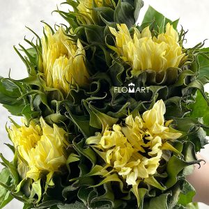 Helianthus Cream