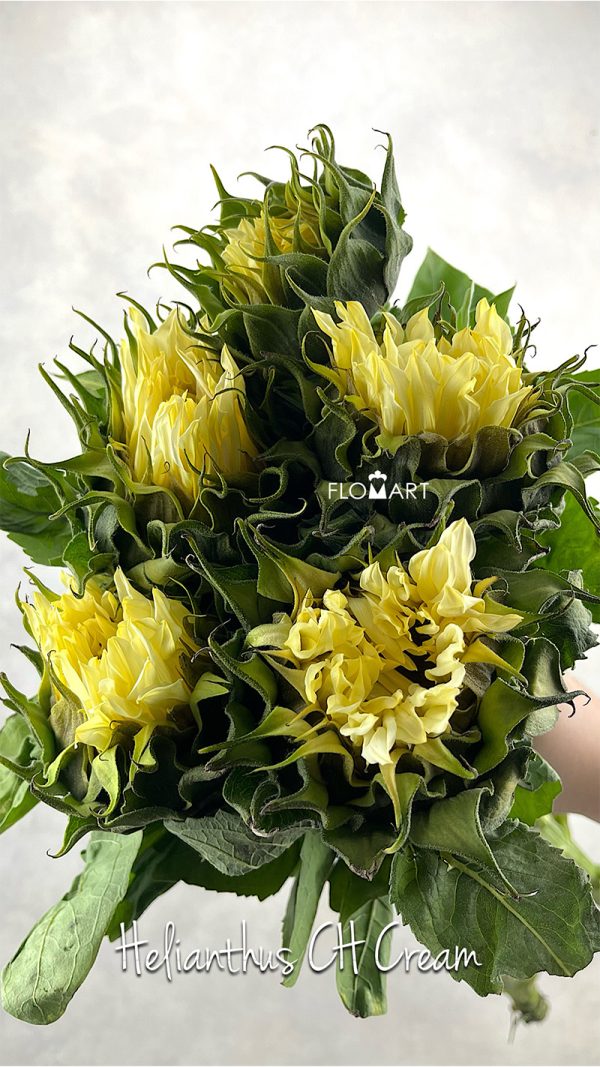 Helianthus Cream