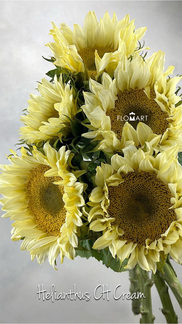 Helianthus Cream