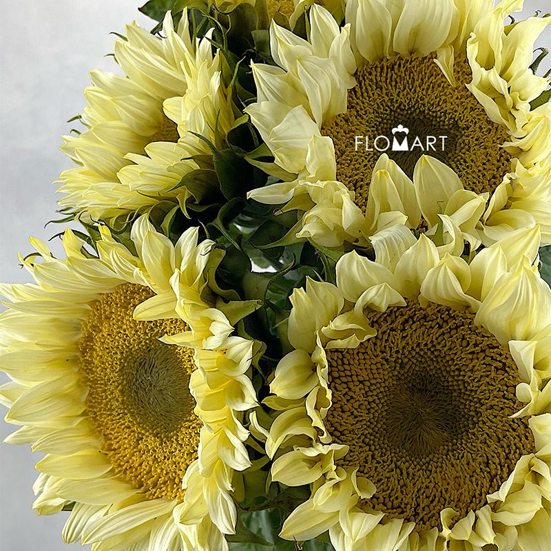 Helianthus Cream