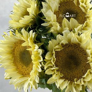 Helianthus Cream