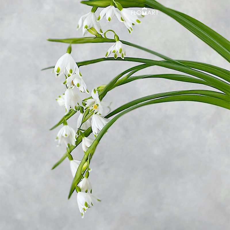Leucojum Aestivum