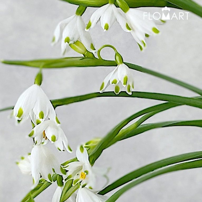 Leucojum Aestivum