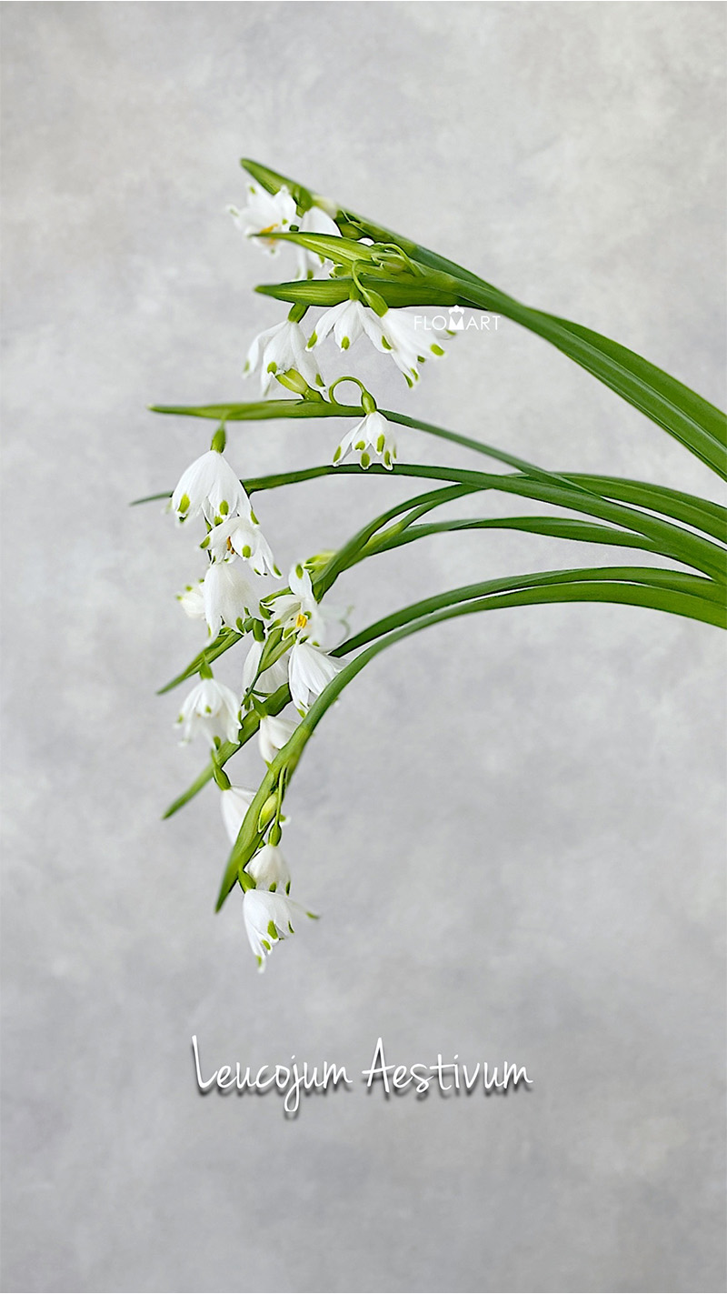 Leucojum Aestivum