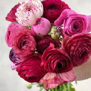 Ranunculus Elegance Cappucino