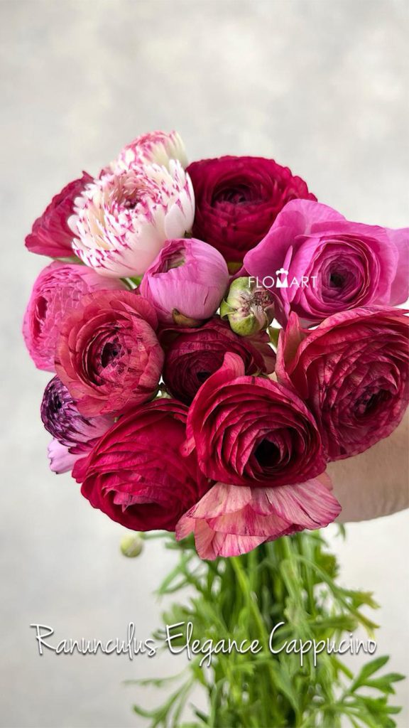 Ranunculus Elegance Cappucino