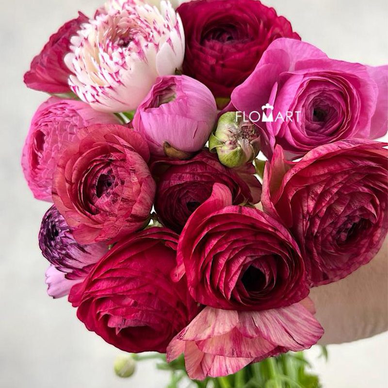 Ranunculus Elegance Cappucino