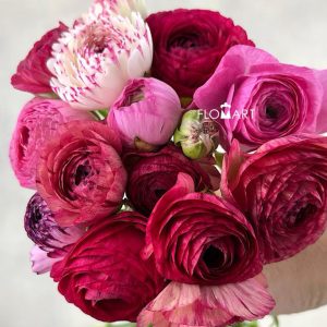 Ranunculus Elegance Cappucino