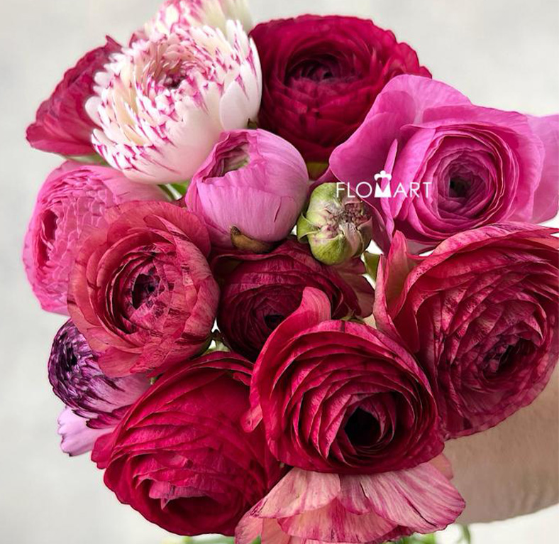 Ranunculus Elegance Cappucino