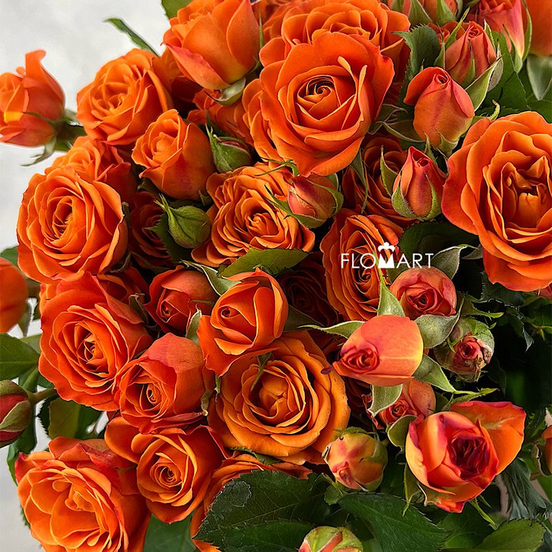 Rosa Spray Orange Barbie