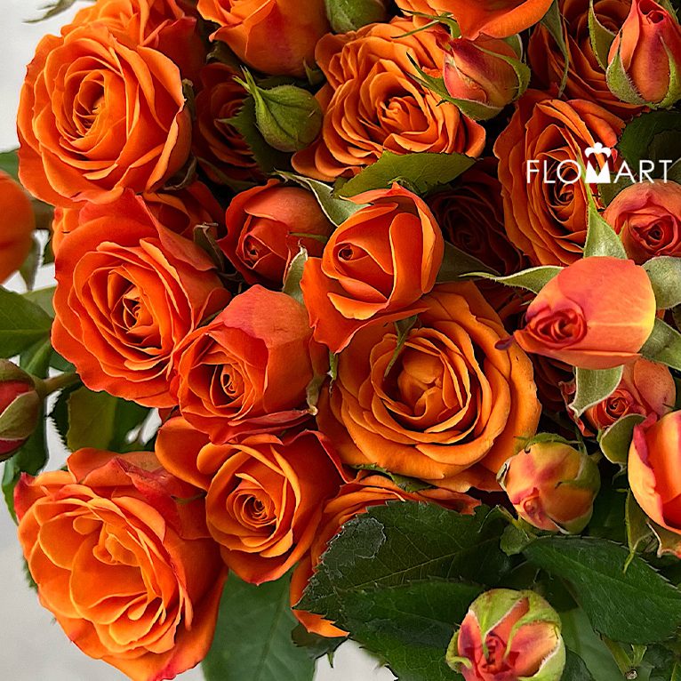 Rosa Spray Orange Barbie