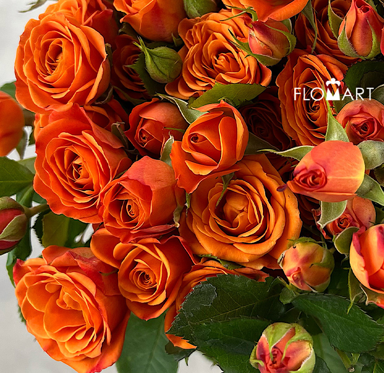 Rosa Spray Orange Barbie
