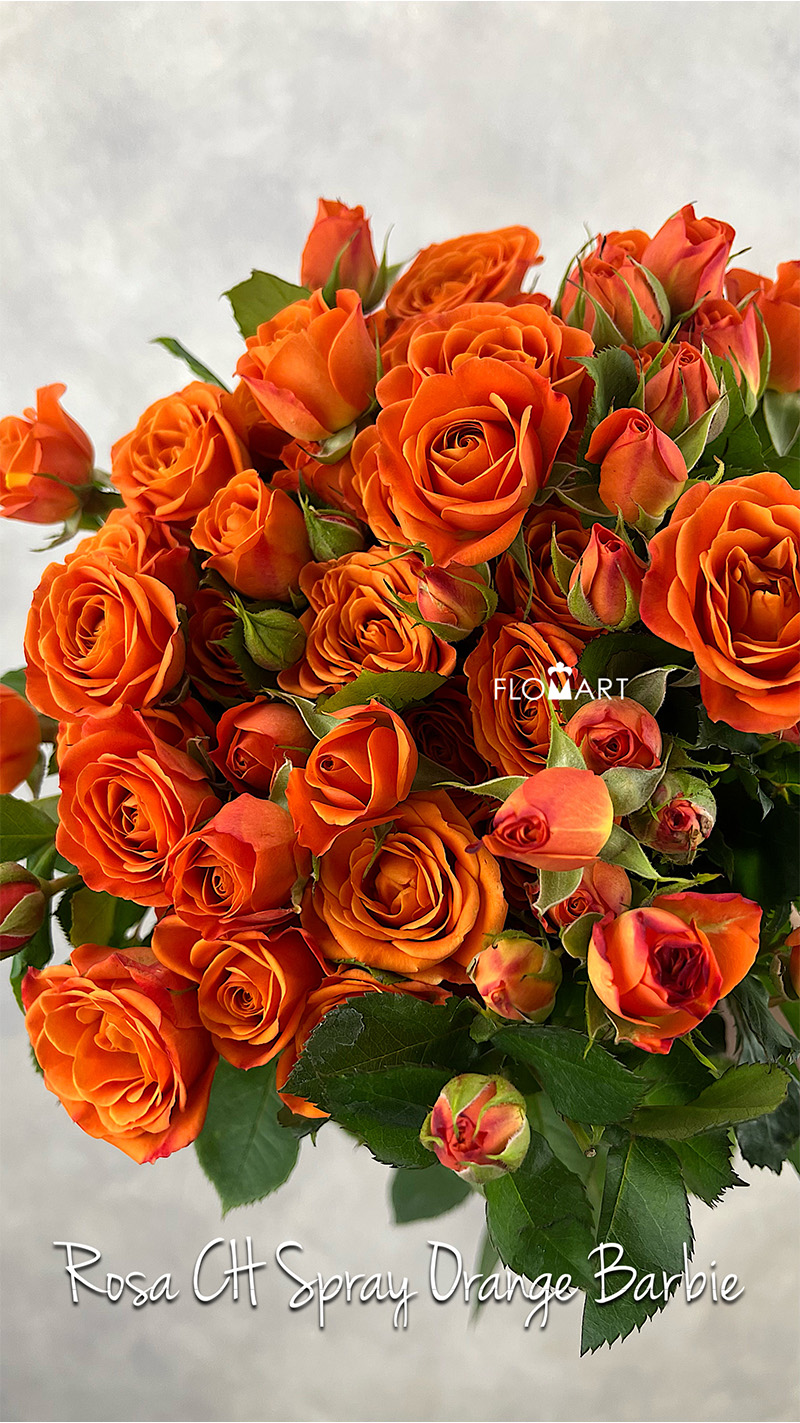 Rosa Spray Orange Barbie