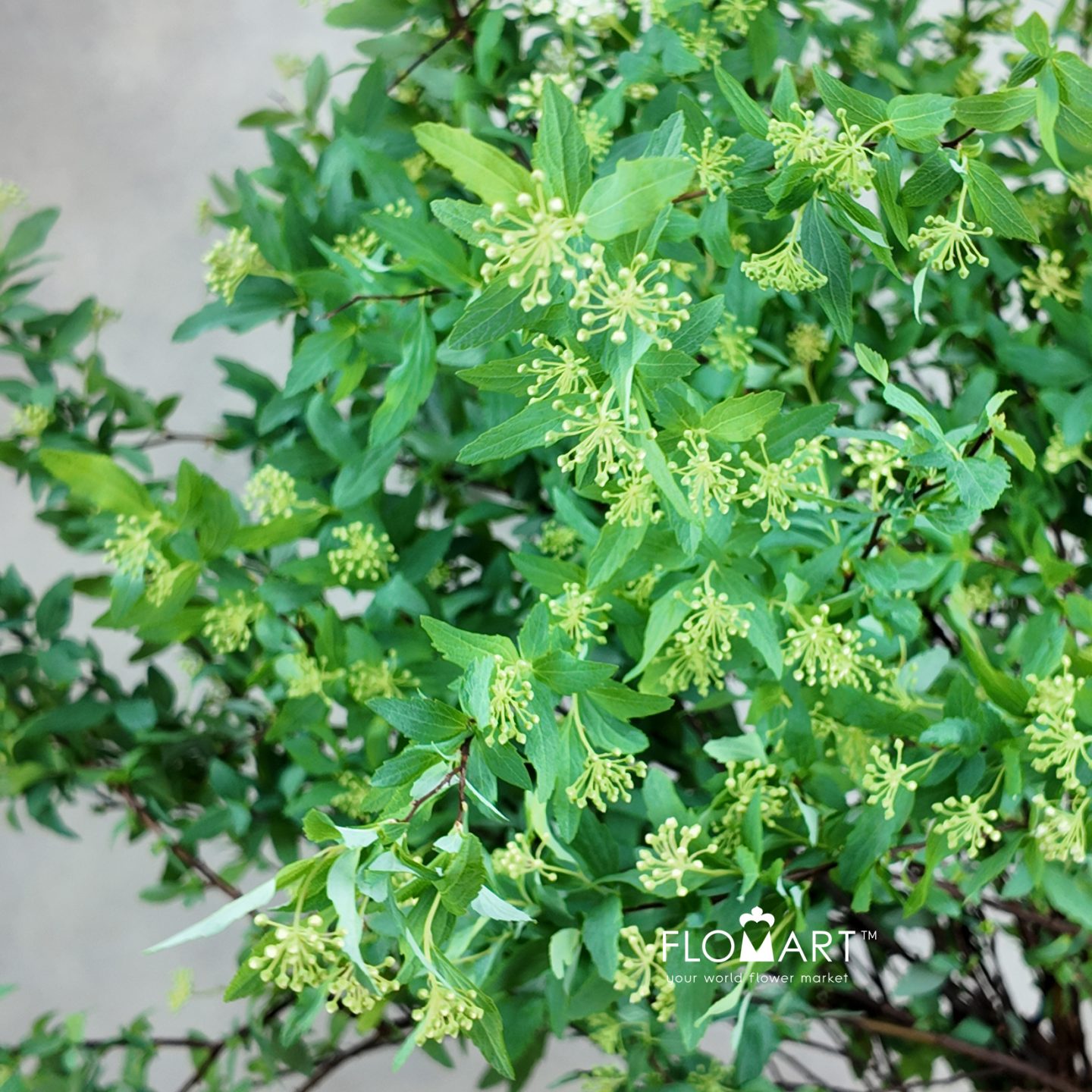 Spieraea Cantoniensis