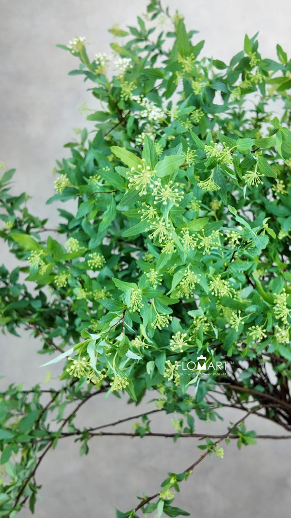 Spieraea Cantoniensis