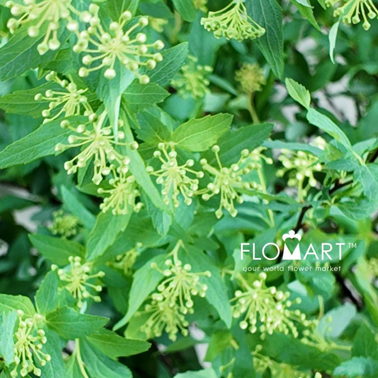 Spieraea Cantoniensis