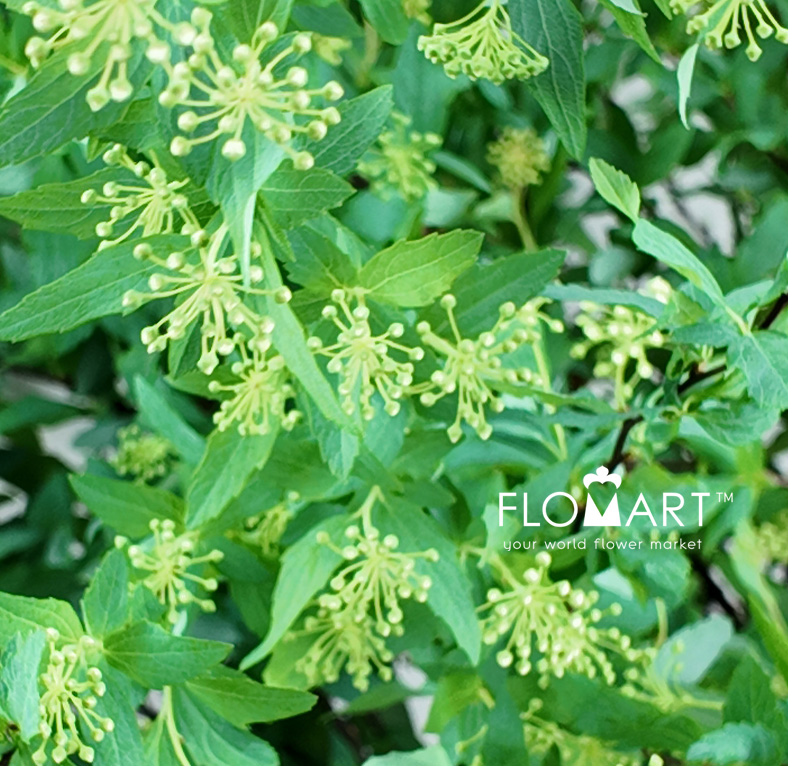 Spieraea Cantoniensis
