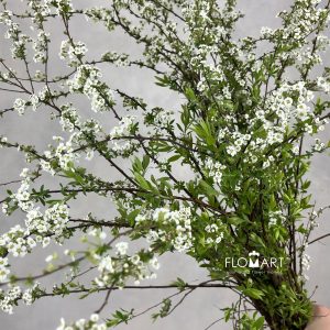 Spieraea Grefshein