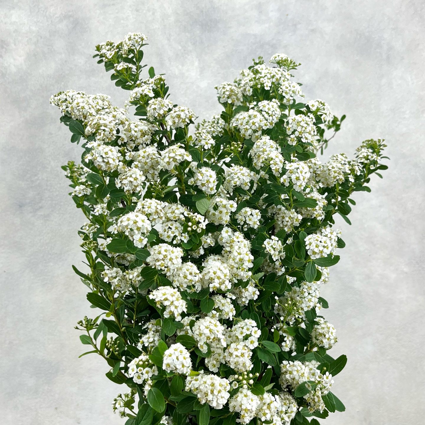 Spieraea Nipp Snowmountain