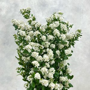 Spieraea Nipp Snowmountain