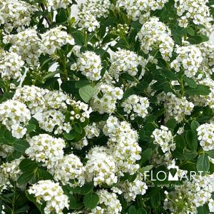 Spieraea Nipp Snowmountain