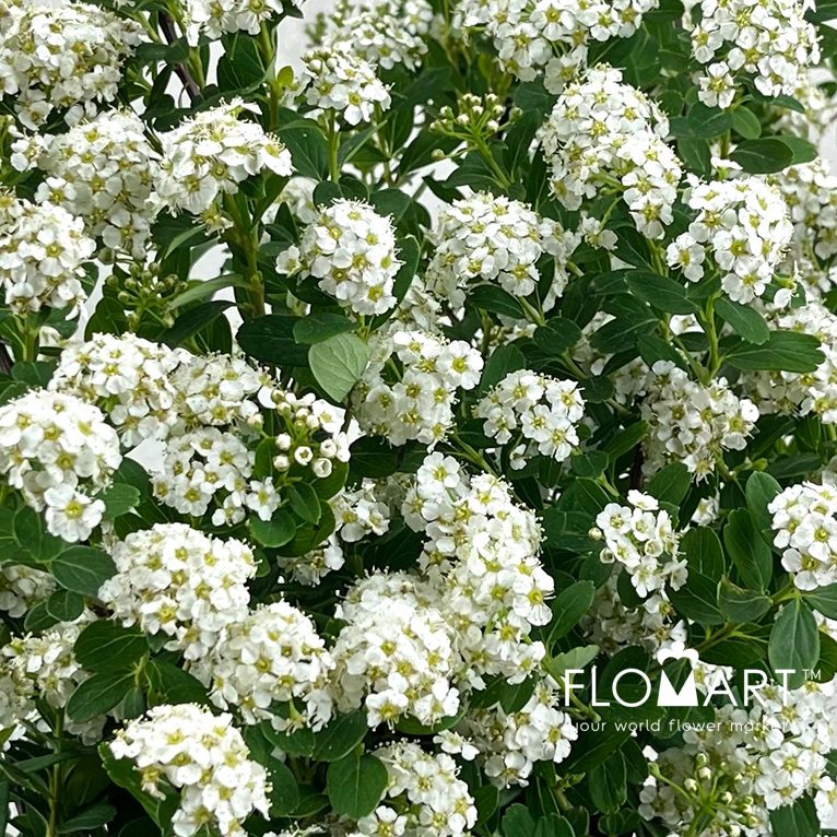 Spieraea Nipp Snowmountain