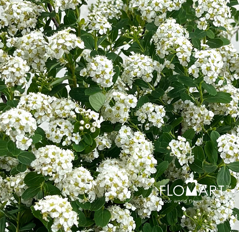Spieraea Nipp Snowmountain
