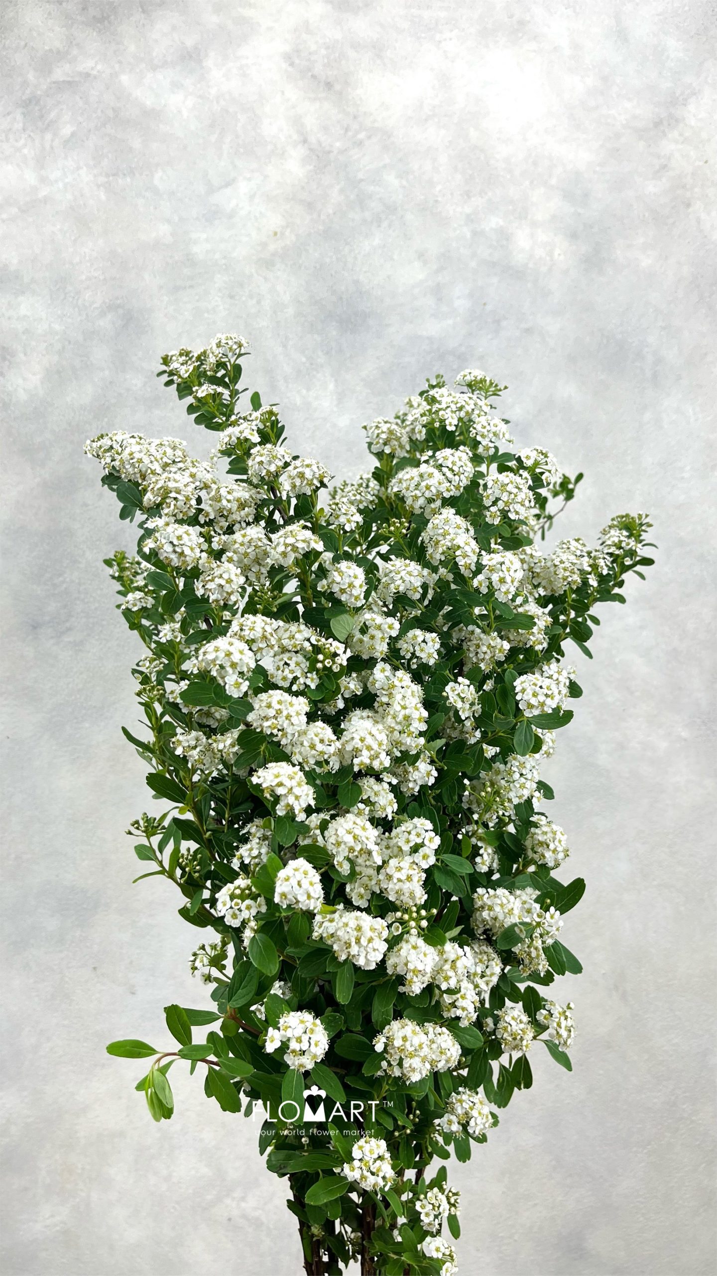 Spieraea Nipp Snowmountain