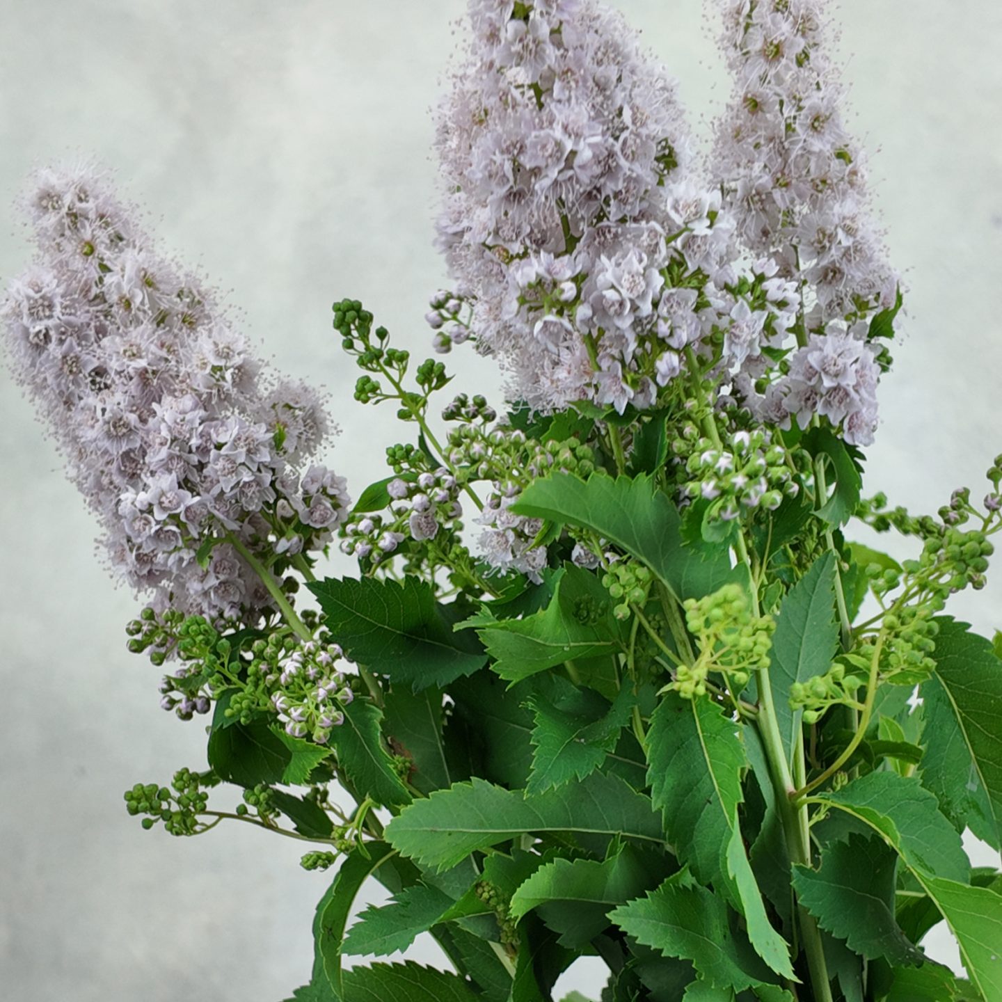 Spieraea Pink Innocence