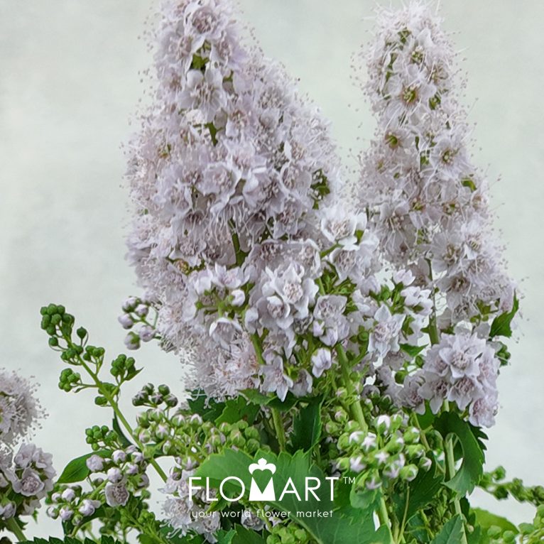 Spieraea Pink Innocence