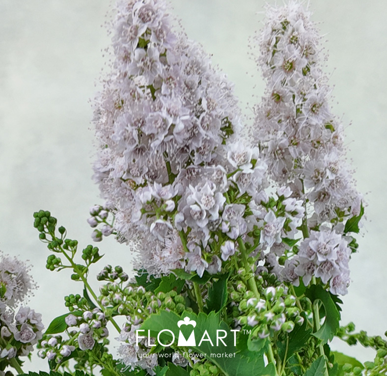 Spieraea Pink Innocence