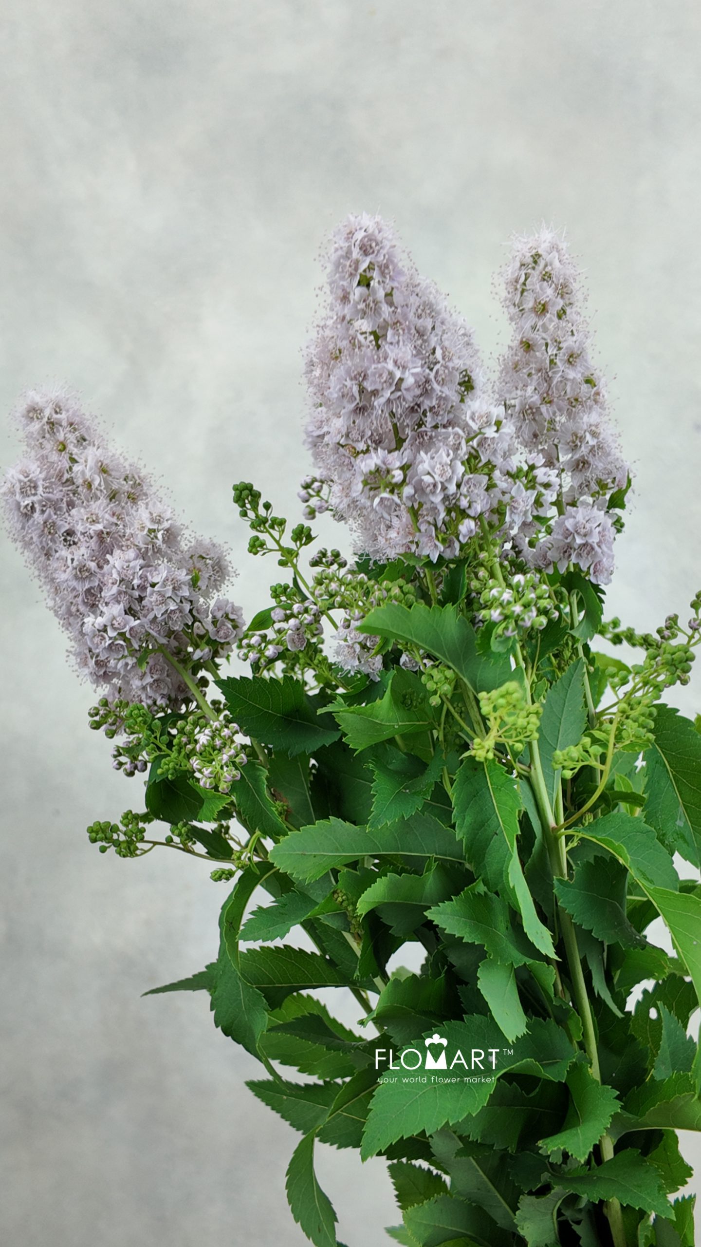 Spieraea Pink Innocence