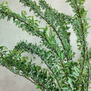 Spieraea White