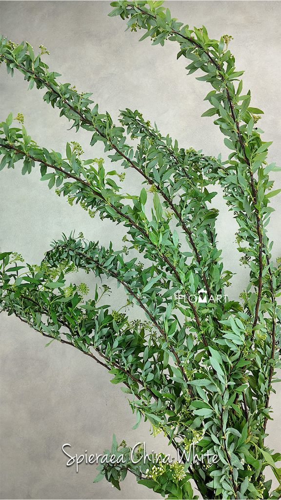 Spieraea White