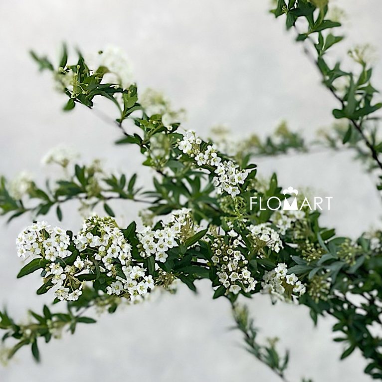 Spieraea White