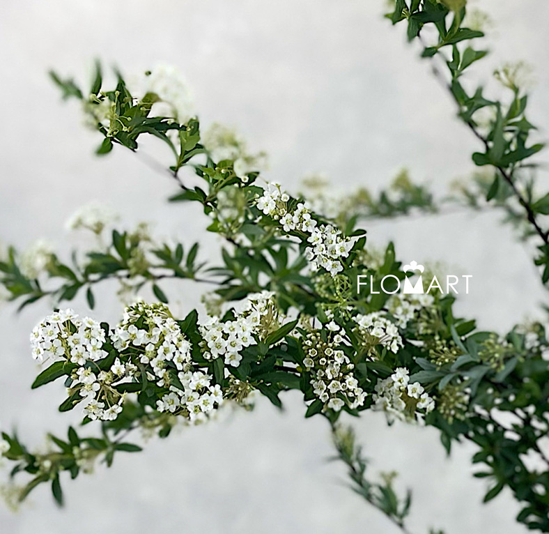 Spieraea White