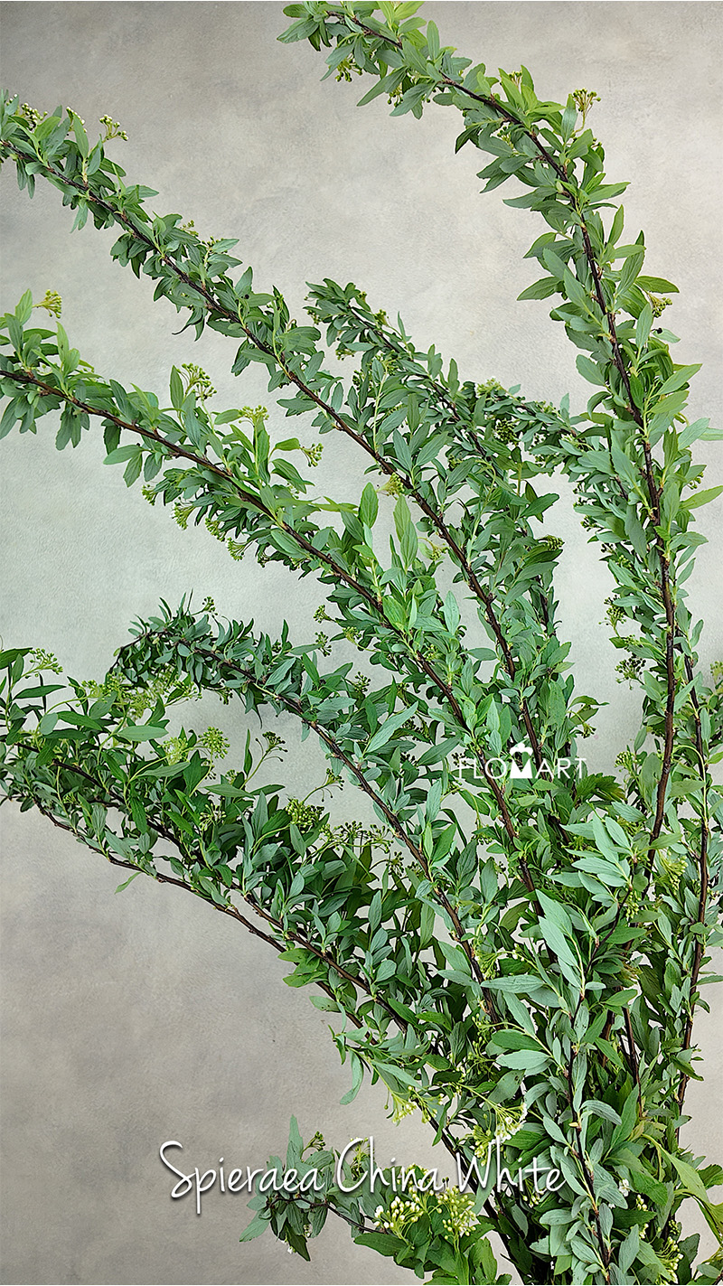 Spieraea White