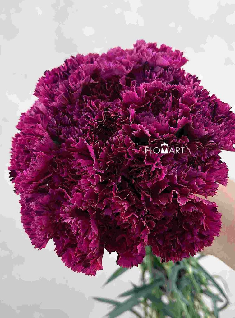 Dianthus Cherry Jubilee