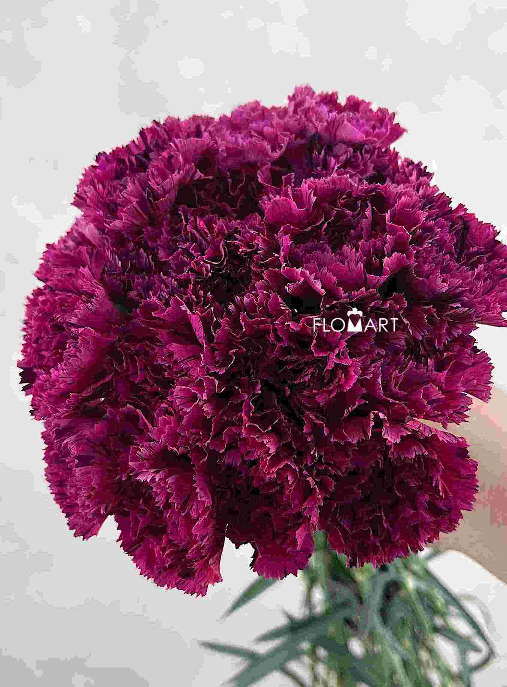 Dianthus Cherry Jubilee - Image 1